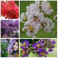 Mixed Crepe Myrtle Flower seeds for Planting Bright Blooms, Heirloom & GMO Free Seeds for Home Garden seeds for planting