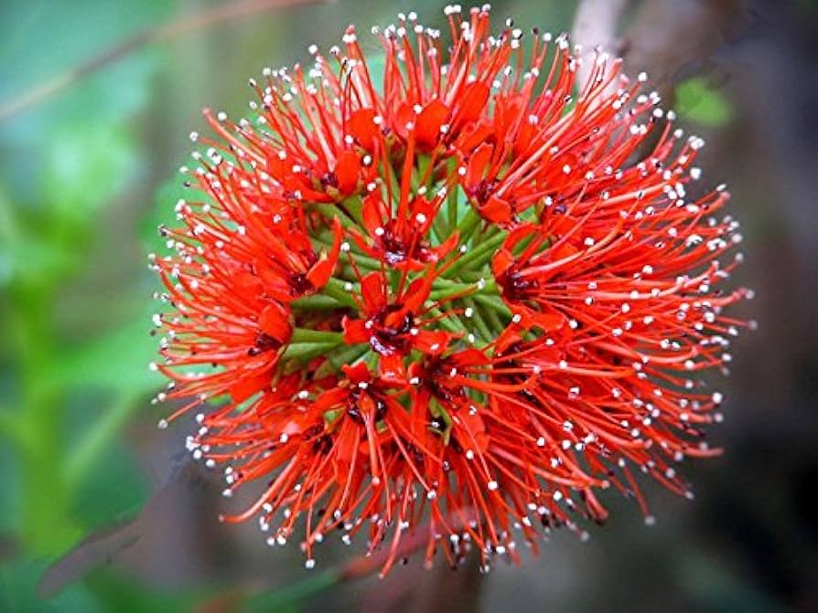 Red Greyia Sutherlandii Flower seeds for Planting Long Bloom Season, Heirloom & GMO Free Seeds for Home Garden seeds for planting