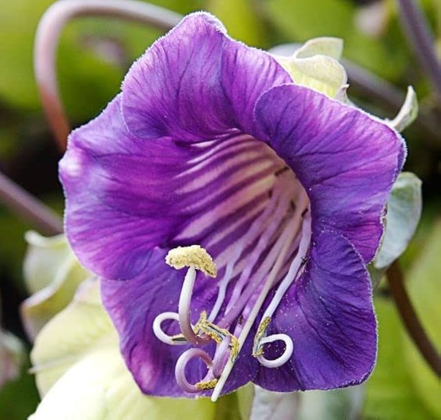 Premium Purple Cathedral Bells Cobaea Scandens Climber Hummingbird Flower seeds for Planting Bright Blooms, Heirloom & GMO Free Seeds for Home Garden seeds