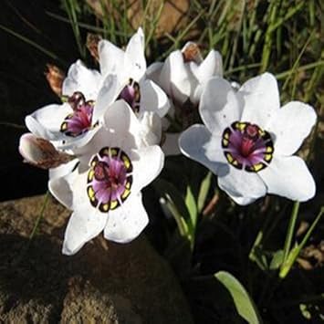 White Sparaxis Tricolor Flower seeds for Planting Low Maintenance, Heirloom & GMO Free Seeds for Home Garden seeds for planting