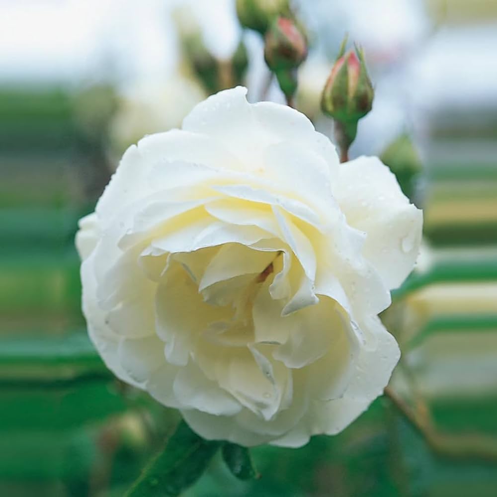 Premium Green Iceberg Flower seeds for Planting Cottage Garden Essential, Heirloom & GMO Free Seeds for Home Garden seeds