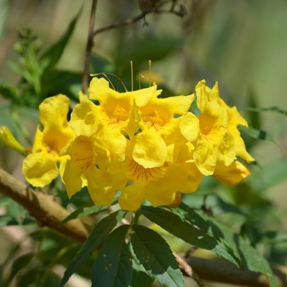 Yellow Cape Honeysuckle Flower seeds for Planting Colorful Display, Heirloom & GMO Free Seeds for Home Garden seeds for planting