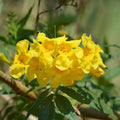 Yellow Cape Honeysuckle Flower seeds for Planting Colorful Display, Heirloom & GMO Free Seeds for Home Garden seeds for planting