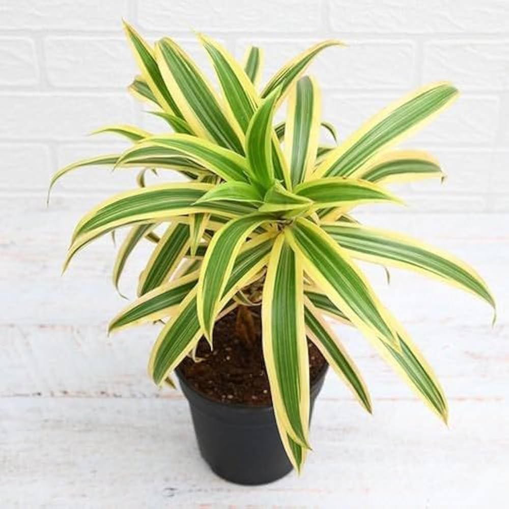 Premium Green Dracaena Fargans Flower seeds for Planting Long Bloom Season, Heirloom & GMO Free Seeds for Home Garden seeds
