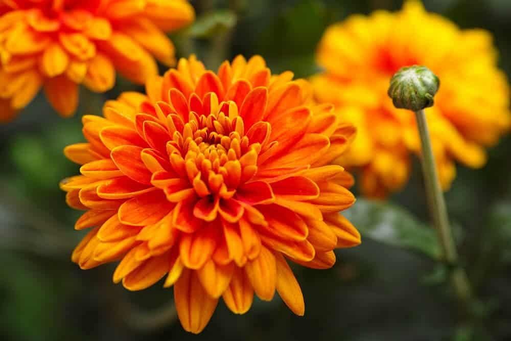 Orange Chrysanthemum Flower seeds for Planting Hardy Variety, Heirloom & GMO Free Seeds for Home Garden seeds for planting