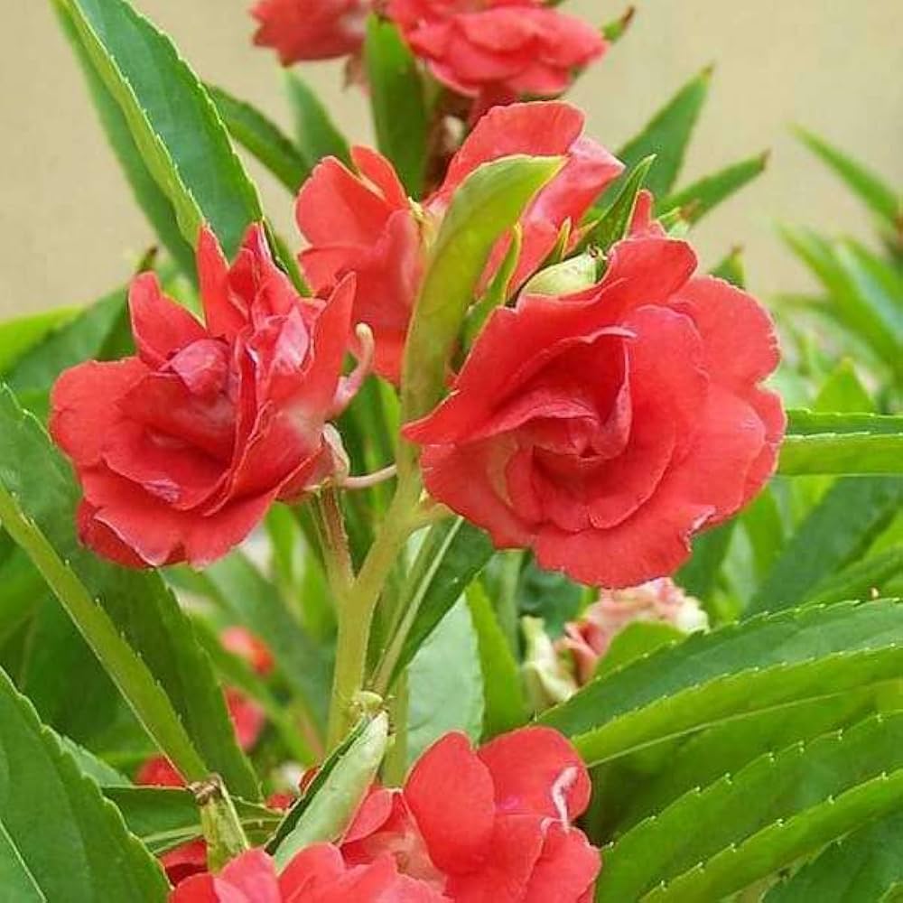 Balsamine Flower seeds for Planting Sun Loving, Heirloom & GMO Free Seeds for Home Garden vegetable and garden seeds