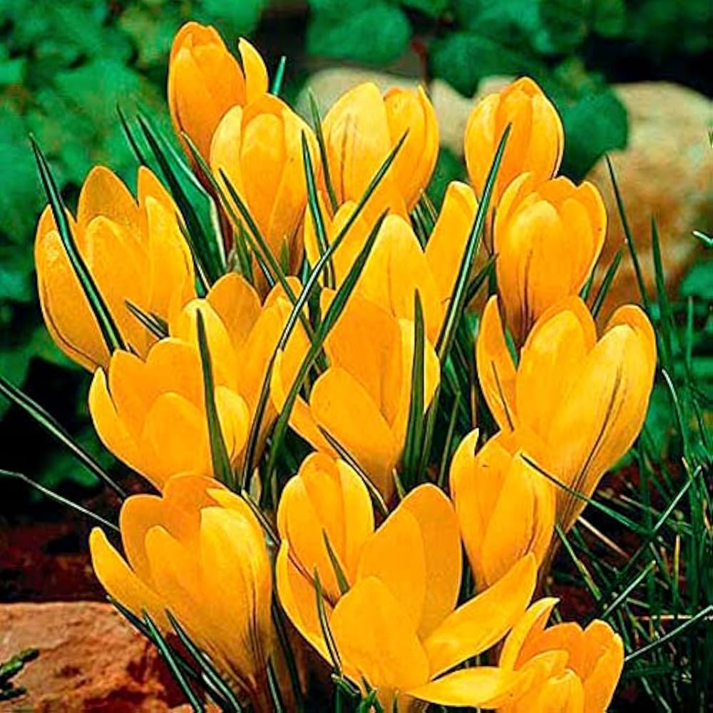 Yellow Crocus Flower seeds for Planting Wildflower Mix, Heirloom & GMO Free Seeds for Home Garden seeds for planting