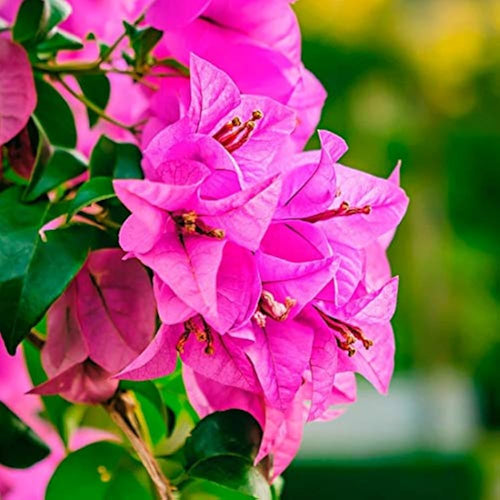 Bougainvillea Flower seeds for Planting Low Maintenance, Heirloom & GMO Free Seeds for Home Garden seeds for planting