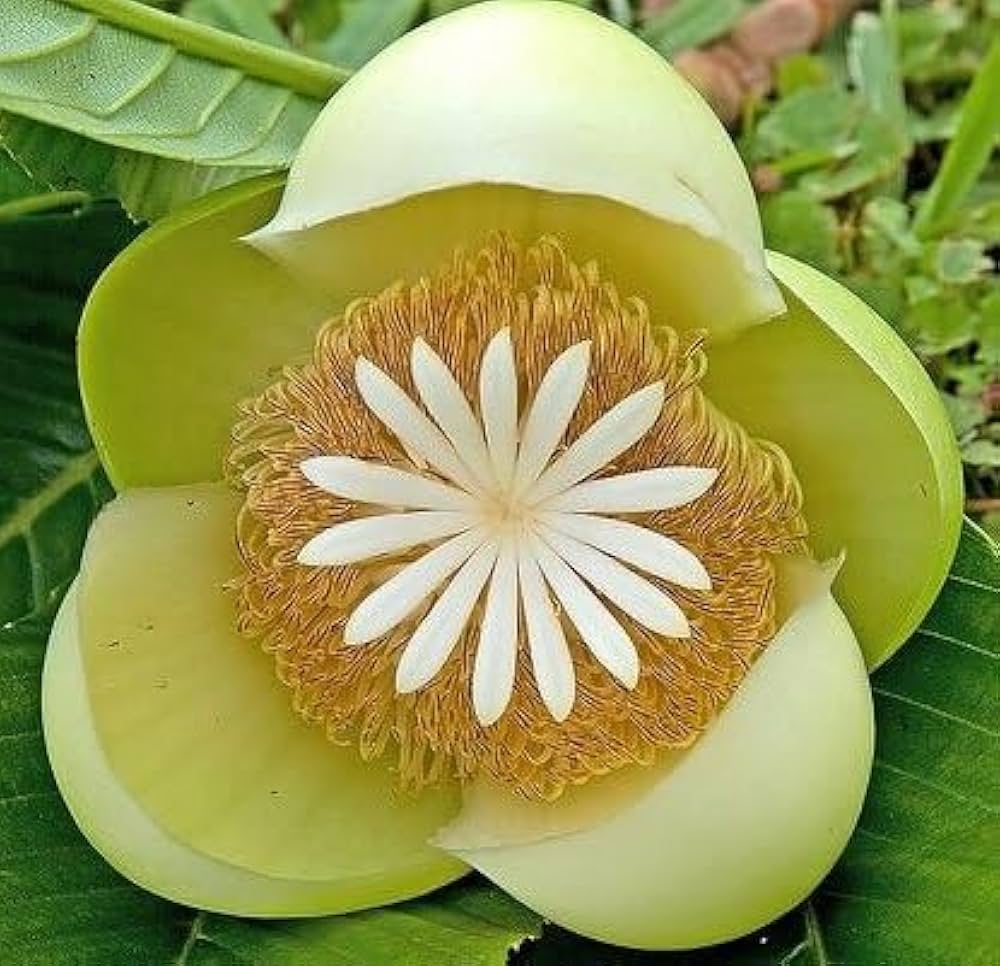 White Dillenia Flower seeds for Planting Long Bloom Season, Heirloom & GMO Free Seeds for Home Garden vegetable and garden seeds