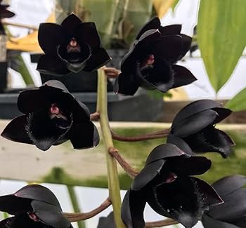 Black Dendrobium Flower seeds for Planting Sun Loving, Heirloom & GMO Free Seeds for Home Garden seeds for planting