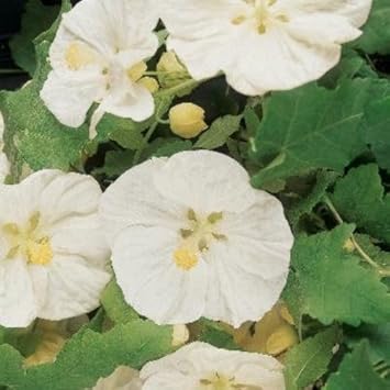 High quality Abutilon Flower seeds for Planting Seasonal Bloomer, Heirloom & GMO Free Seeds for Home Garden seeds pack