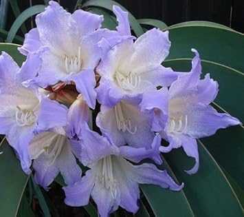 White Blue Hippeastrum Flower seeds for Planting Bright Blooms, Heirloom & GMO Free Seeds for Home Garden seeds for planting