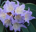 White Blue Hippeastrum Flower seeds for Planting Bright Blooms, Heirloom & GMO Free Seeds for Home Garden seeds for planting