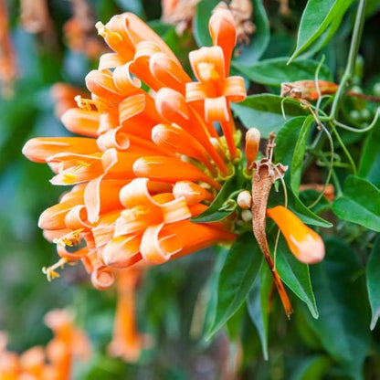 Lonicera Ciliosa Flower seeds for Planting Compact Growth Heirloom & GMO Free Seeds for Home Garden