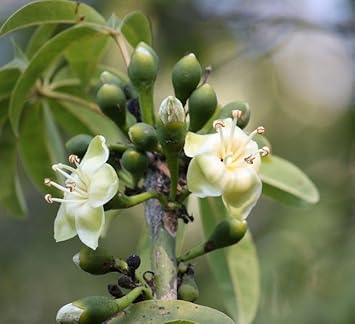 Pentandra Flower seeds for Planting Cut Flower Favorite, Heirloom & GMO Free Seeds for Home Garden seeds for planting