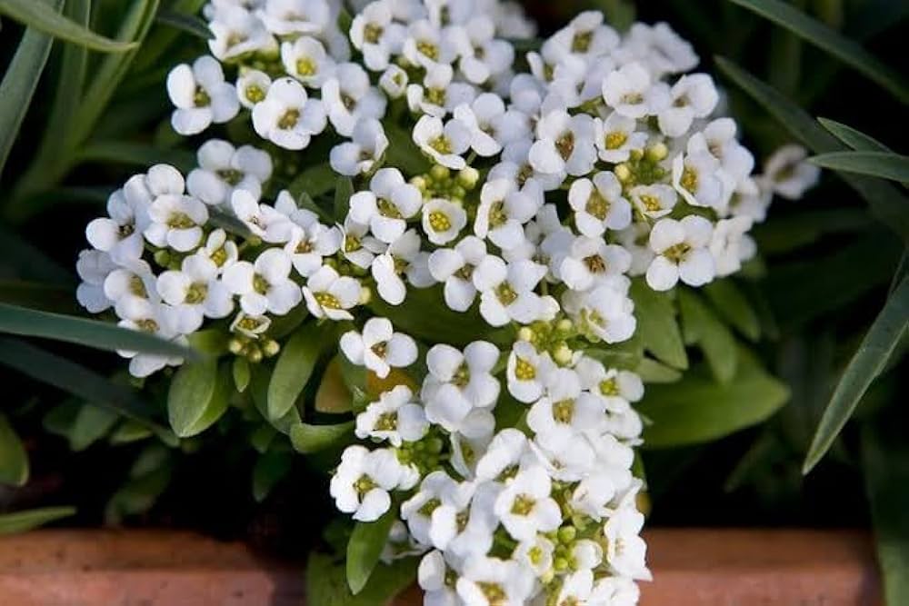 Premium Alyssum Lobularia Flower seeds for Planting Low Maintenance, Heirloom & GMO Free Seeds for Home Garden seeds