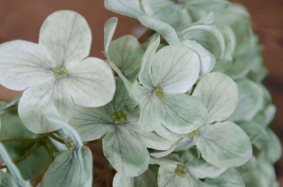 Premium Khaki Hydrangea Flower seeds for Planting Cottage Garden Essential, Heirloom & GMO Free Seeds for Home Garden seeds
