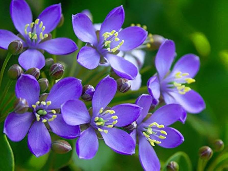 Premium Lignum Flower seeds for Planting Low Maintenance, Heirloom & GMO Free Seeds for Home Garden seeds