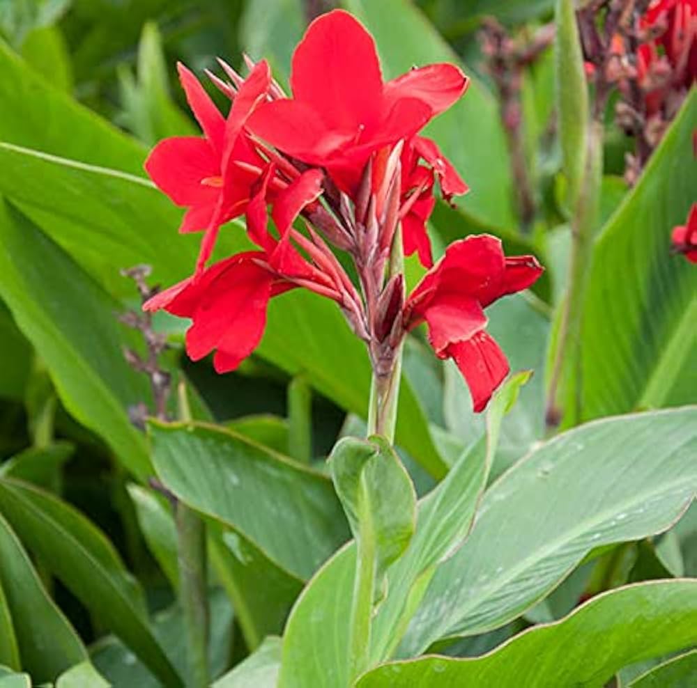 Tall Canna Lily Flower seeds for Planting - Sun Loving, Heirloom & GMO Free Seeds for Home Garden