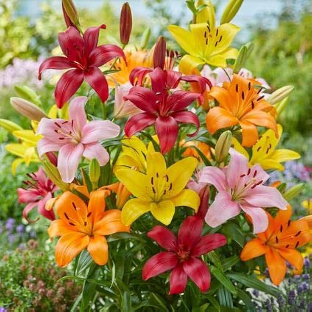 Lilly Flower seeds for Planting Seasonal Bloomer Heirloom & GMO Free Seeds for Home Garden