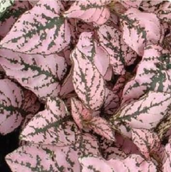 Pink Hypoestes Splash Flower seeds for Planting Fragrant Blossoms, Heirloom & GMO Free Seeds for Home Garden seeds for planting