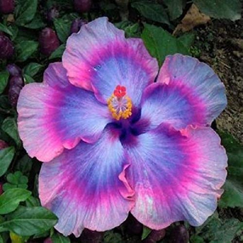 Giant Hibiscus Flower seeds for Planting Seasonal Bloomer Heirloom & GMO Free Seeds for Home Garden