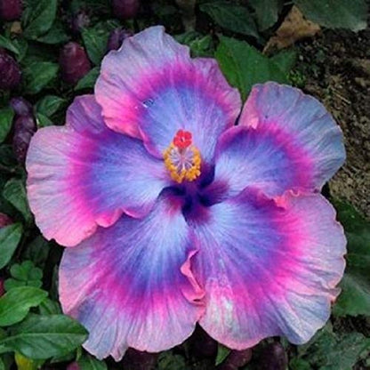 Giant Hibiscus Flower seeds for Planting Seasonal Bloomer Heirloom & GMO Free Seeds for Home Garden