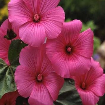 Premium Pink Lavatera Trimestris Flower seeds for Planting Seasonal Bloomer, Heirloom & GMO Free Seeds for Home Garden seeds