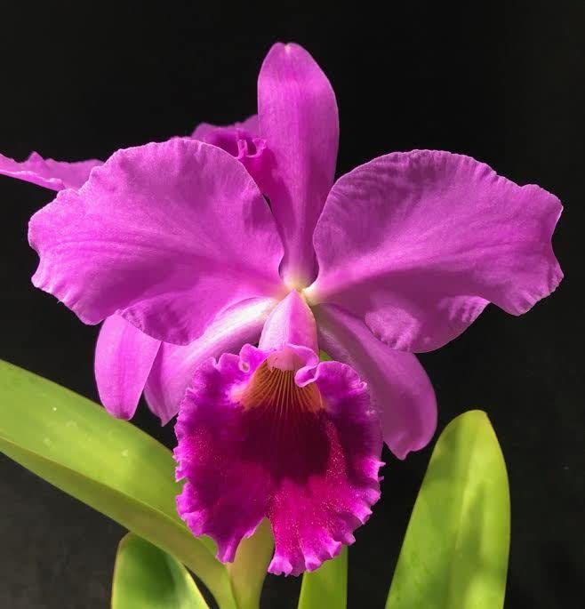 Cattleya (Cattleya Orchid) seeds for planting in home garden