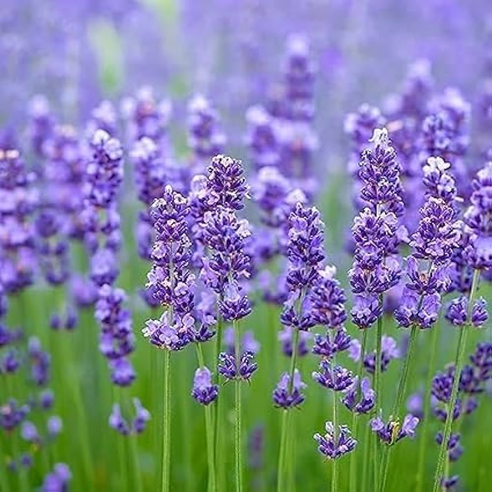 High quality Provence Lavender Violet Flower seeds for Planting Pollinator Friendly, Heirloom & GMO Free Seeds for Home Garden seeds pack