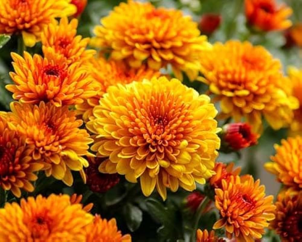 Premium Orange Yellow Chrysanthemum Flower seeds for Planting Low Maintenance, Heirloom & GMO Free Seeds for Home Garden seeds