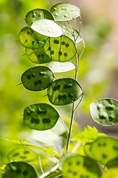 Premium Green Lunaria Flower seeds for Planting Premium Quality, Heirloom & GMO Free Seeds for Home Garden seeds