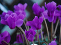 Purple Cyclamen Flower seeds for Planting Long Bloom Season, Heirloom & GMO Free Seeds for Home Garden seeds for planting