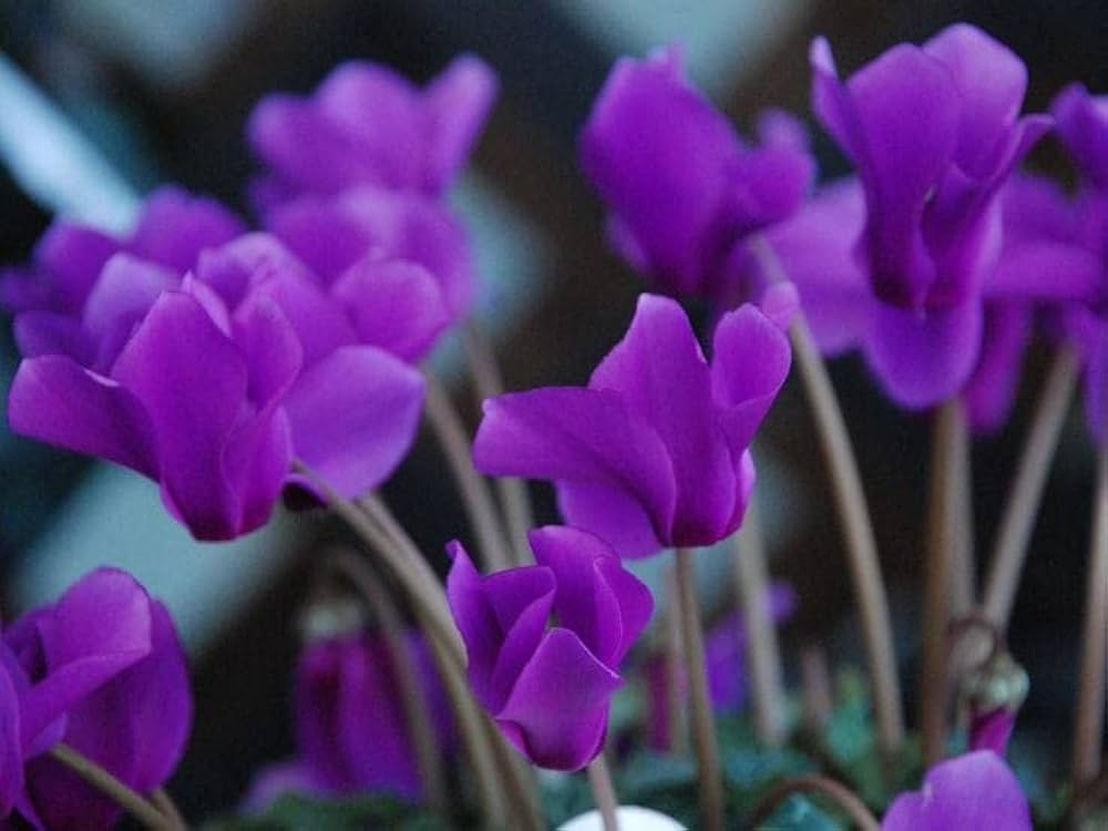 Purple Cyclamen Flower seeds for Planting Long Bloom Season, Heirloom & GMO Free Seeds for Home Garden seeds for planting