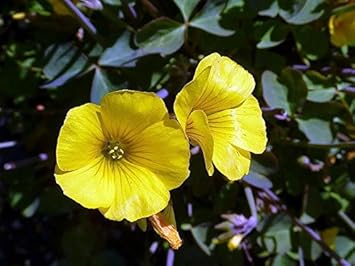 Yellow Bermuda Buttercup Flower seeds for Planting Hardy Variety, Heirloom & GMO Free Seeds for Home Garden seeds for planting