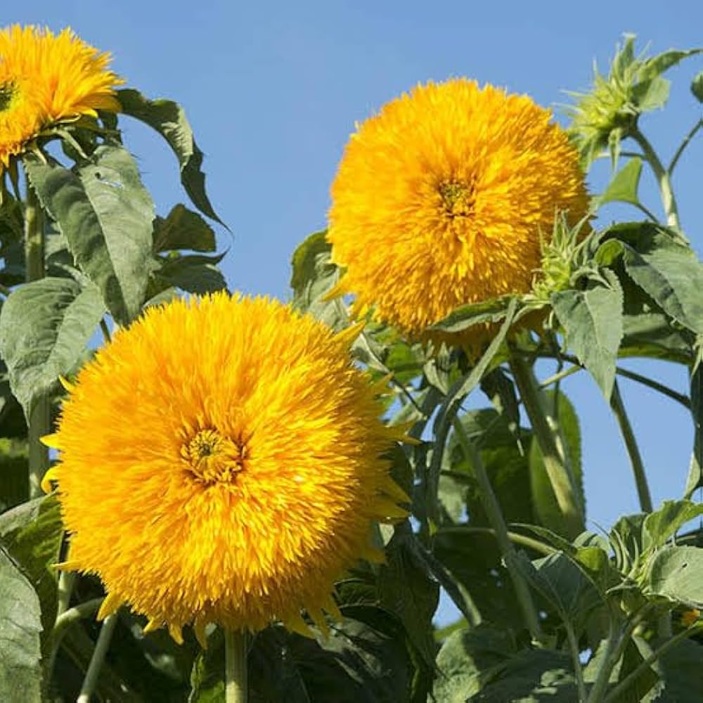 High quality Yellow Teddy Sunflower Flower seeds for Planting Bright Blooms, Heirloom & GMO Free Seeds for Home Garden seeds pack