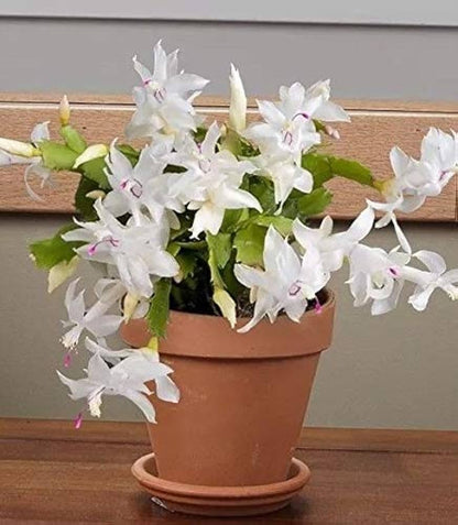 White Schlumbergera Flower seeds for Planting - Seasonal Bloomer, Heirloom & GMO Free Seeds for Home Garden