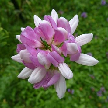 Purple Coronilla Flower seeds for Planting Cottage Garden Essential, Heirloom & GMO Free Seeds for Home Garden seeds for planting