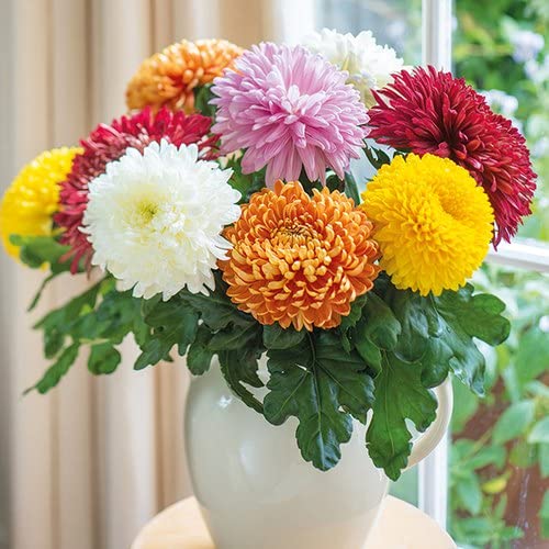 Mixed Colors Chrysanthemum Flower seeds for Planting Cut Flower Favorite, Heirloom & GMO Free Seeds for Home Garden seeds for home gardening