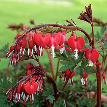 Red Bleeding Heart Flower seeds for Planting Sun Loving, Heirloom & GMO Free Seeds for Home Garden seeds for planting