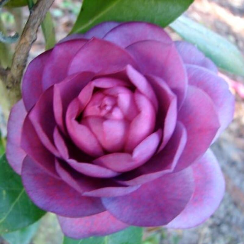 Premium Purple & Pink Camellia Flower seeds for Planting Wildflower Mix, Heirloom & GMO Free Seeds for Home Garden seeds