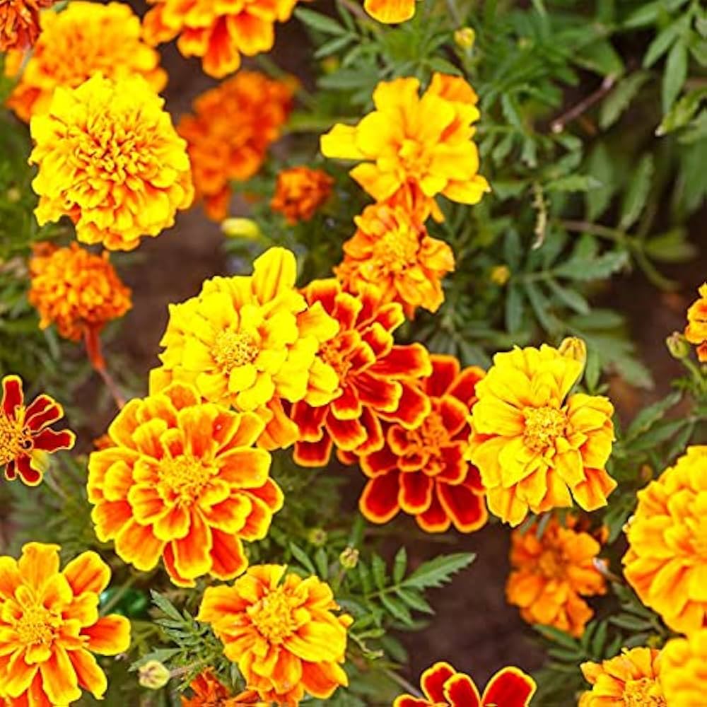 Marigold French Flower seeds for Planting Bright Blooms Heirloom & GMO Free Seeds for Home Garden
