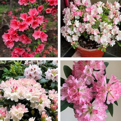 Azalea Flower Seed Flower seeds for Planting Cut Flower Favorite Heirloom & GMO Free Seeds for Home Garden