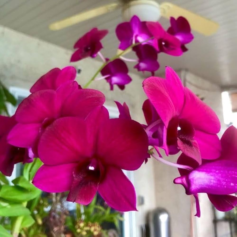 Red Butterfly Orchid Flower seeds for Planting Bright Blooms, Heirloom & GMO Free Seeds for Home Garden vegetable and garden seeds