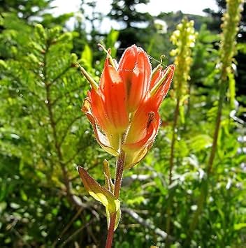 High quality Orange Castilleja Flower seeds for Planting Fragrant Blossoms, Heirloom & GMO Free Seeds for Home Garden seeds pack