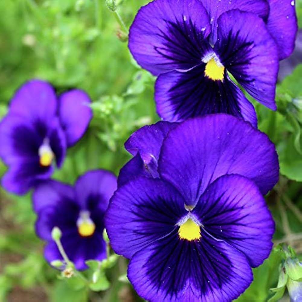 Premium Deepblue Pansy Flower seeds for Planting Fragrant Blossoms, Heirloom & GMO Free Seeds for Home Garden seeds