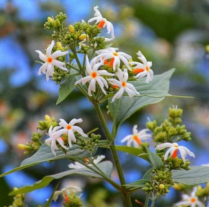 Heirloom Coral Jasmine seeds for Planting Shade Tolerant Heirloom & GMO Free Seeds for Home Garden