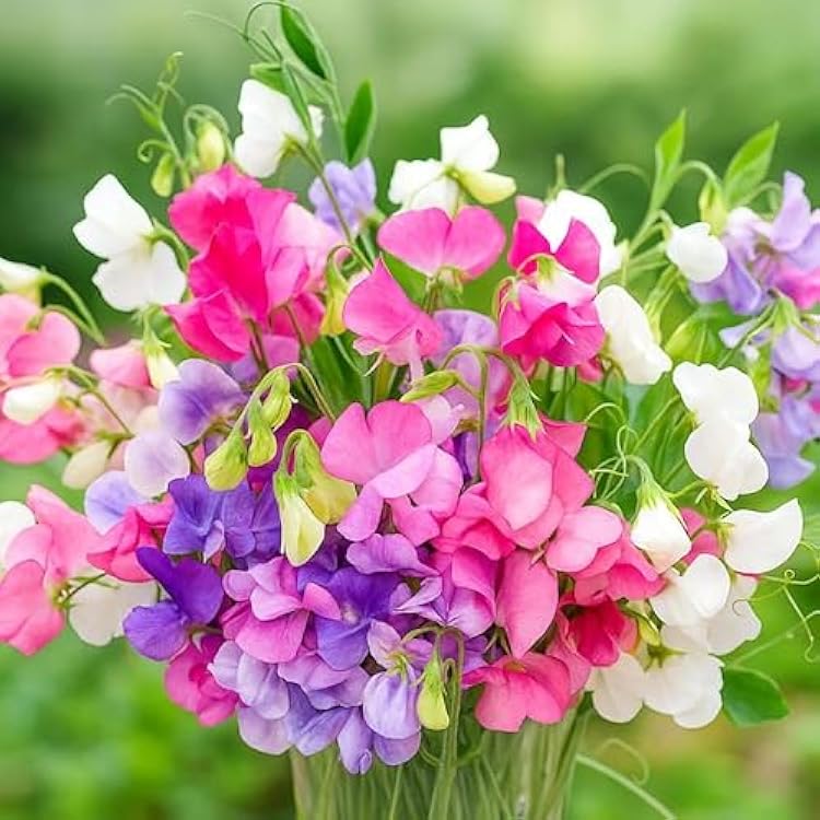 Heirloom Pea Flower seeds for Planting Wildflower Mix Heirloom & GMO Free Seeds for Home Garden