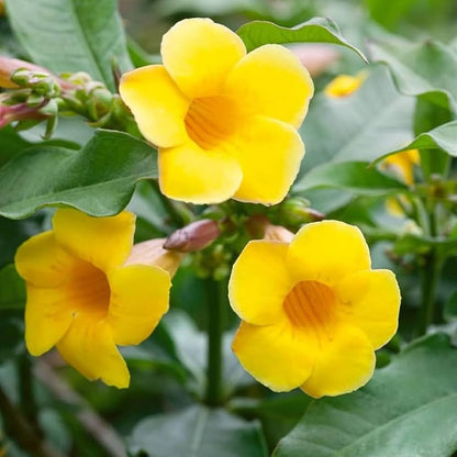 Heirloom Allamanda Flower seeds for Planting Sun Loving Heirloom & GMO Free Seeds for Home Garden
