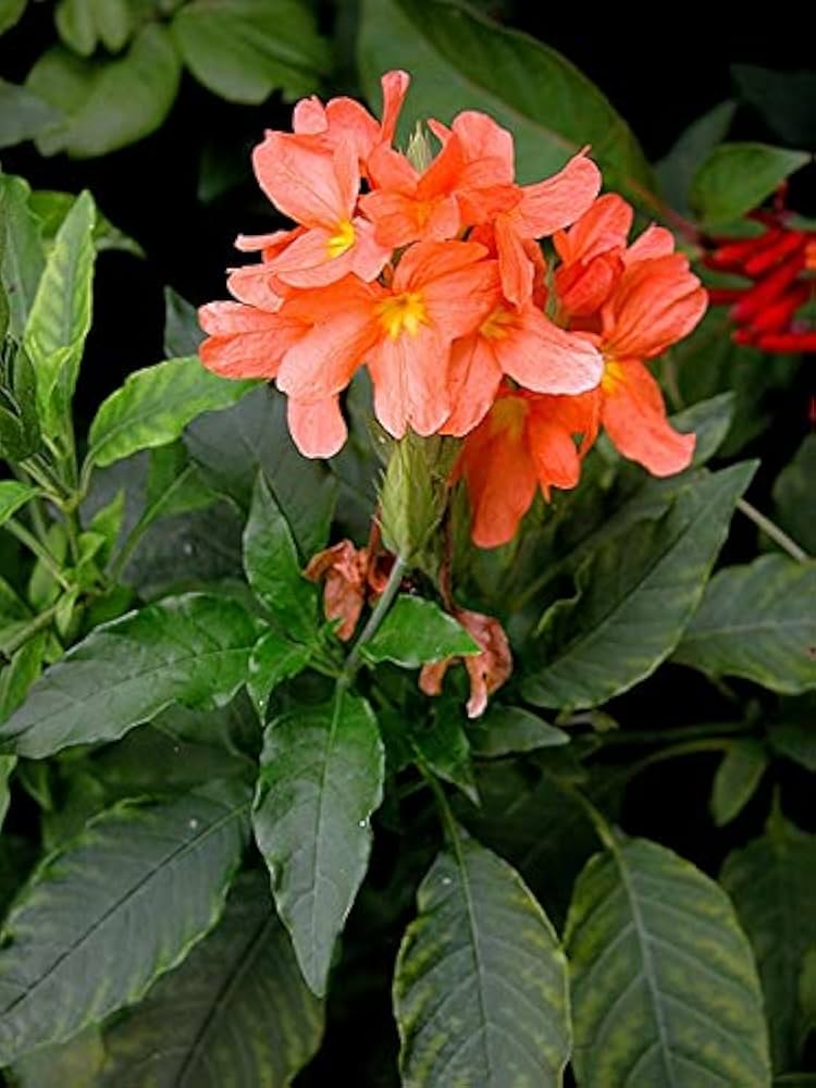 Crossandra Semi Flower seeds for Planting Fragrant Blossoms, Heirloom & GMO Free Seeds for Home Garden vegetable and garden seeds